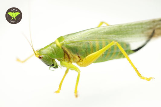 Vestria diademata