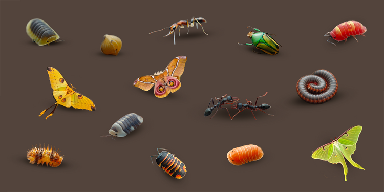 Ilyas Insects