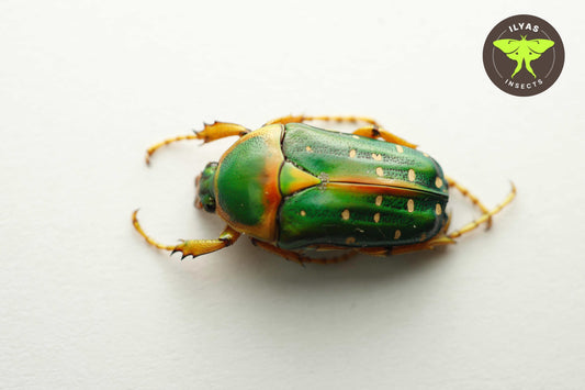 Stephanorrhina julia