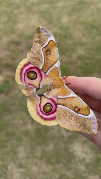 Antherina suraka