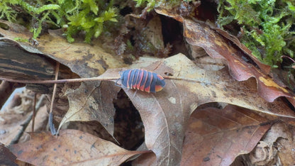 Ardentiella sp. Ember Bee