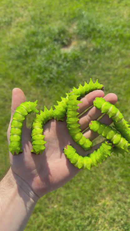 Actias maenas