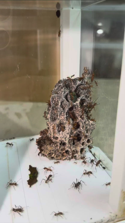 Acromyrmex octospinosus