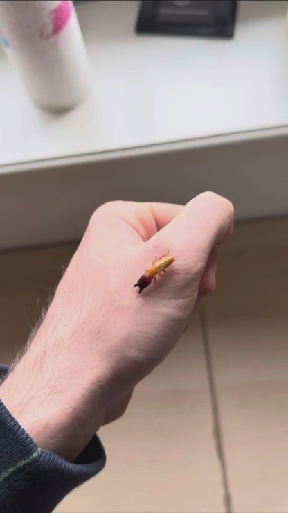 Asian Dampwood Termite (Hodotermopsis sjostedti)