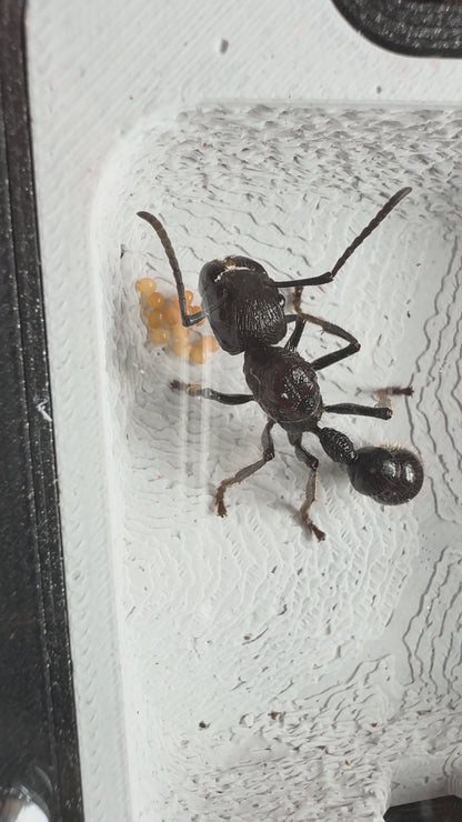 Paraponera clavata (Bullet ant)