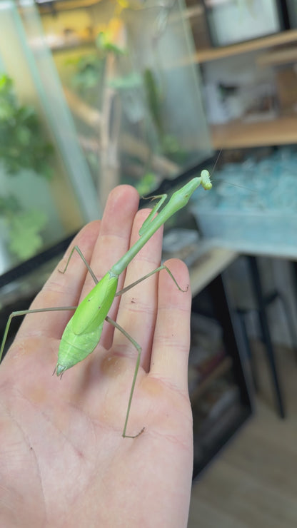 Phasmomantella nuichuana