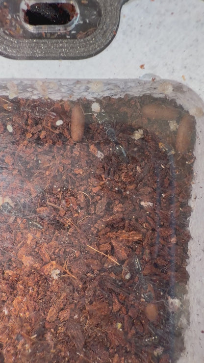 Odontomachus troglodytes