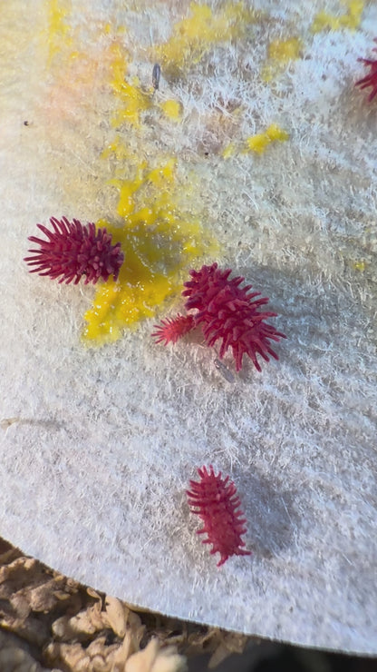 Rambutanura sp. Thai Red Spiky