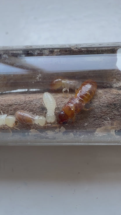 Neotermes sp. Guangzhou