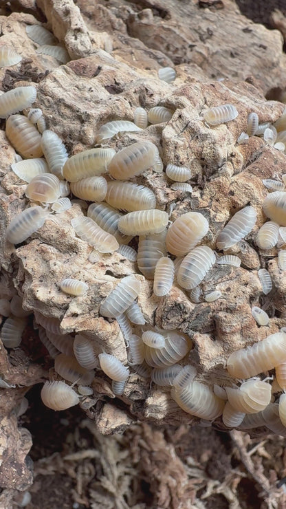 Cubaris sp. murina “glacier”