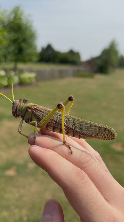 Tropidacris collaris