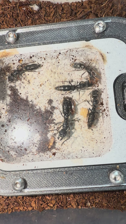 Pachycondylla cf impressa