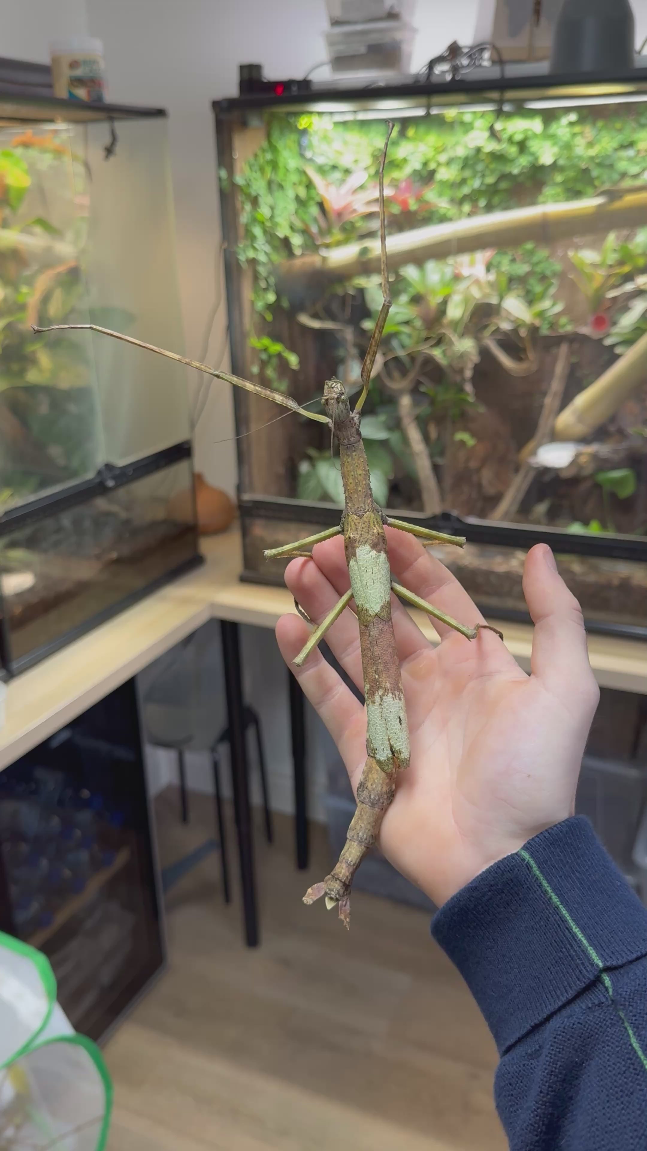 Phasma gigas – Ilyas Insects