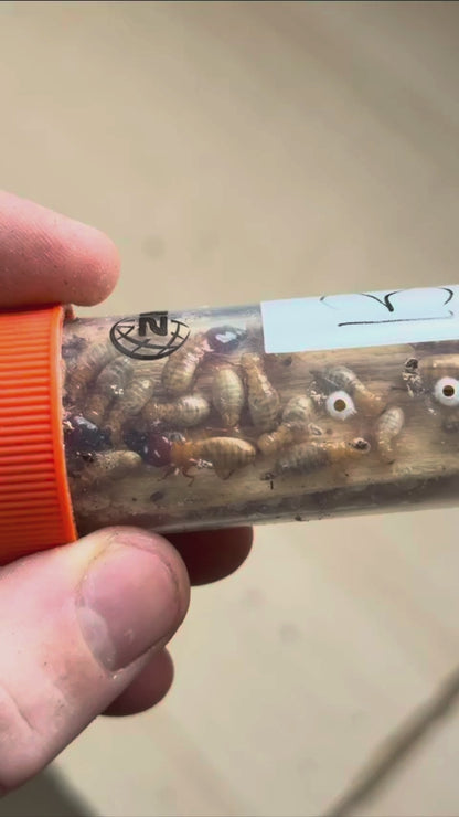 Asian Dampwood Termite (Hodotermopsis sjostedti)