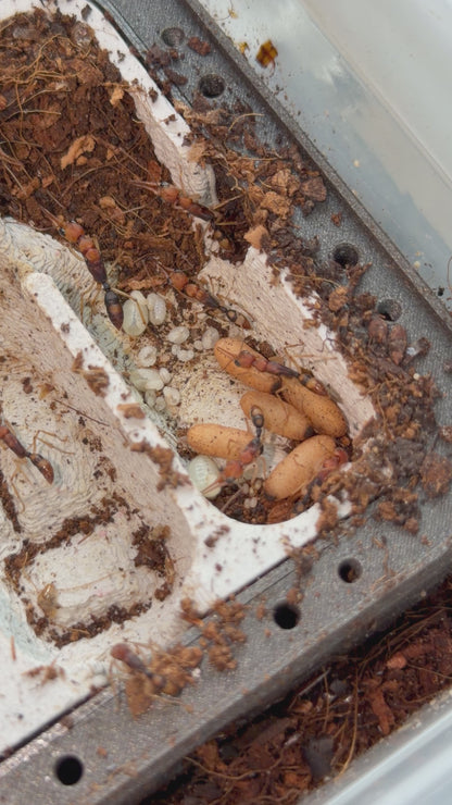 Harpegnathos honestoi